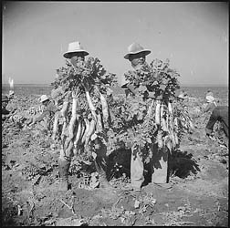 Farmers harvesting daikon radish, Gila River.